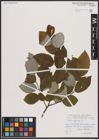 Foto von Salix caprea L.